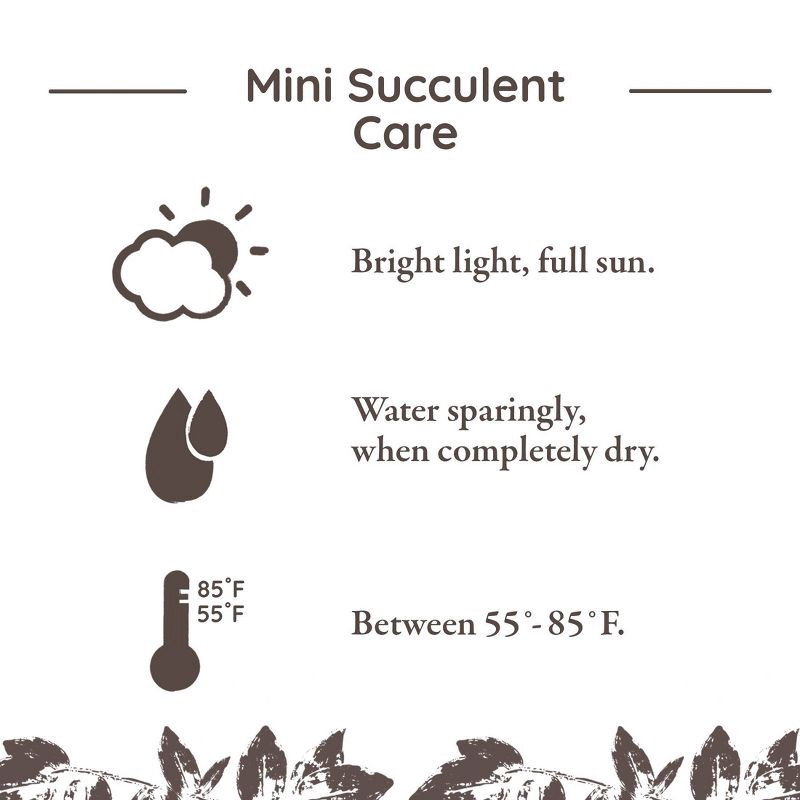slide 4 of 5, Distributed by Vendor Live Mini Succulent Plant in Decorative Pot, 1 ct