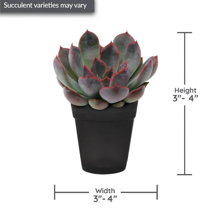slide 5 of 5, Distributed by Vendor Live Mini Succulent Plant in Decorative Pot, 1 ct