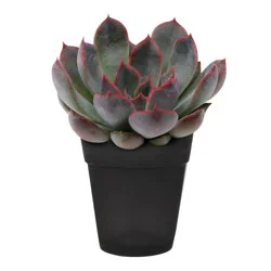 Distributed by Vendor Live Mini Succulent Plant in Decorative Pot