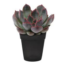 Distributed by Vendor Live Mini Succulent Plant in Decorative Pot