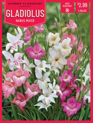 Gladiolus Nanus Mixed 4 ct