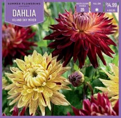 Dahlia Island Sky Mix 4 ct