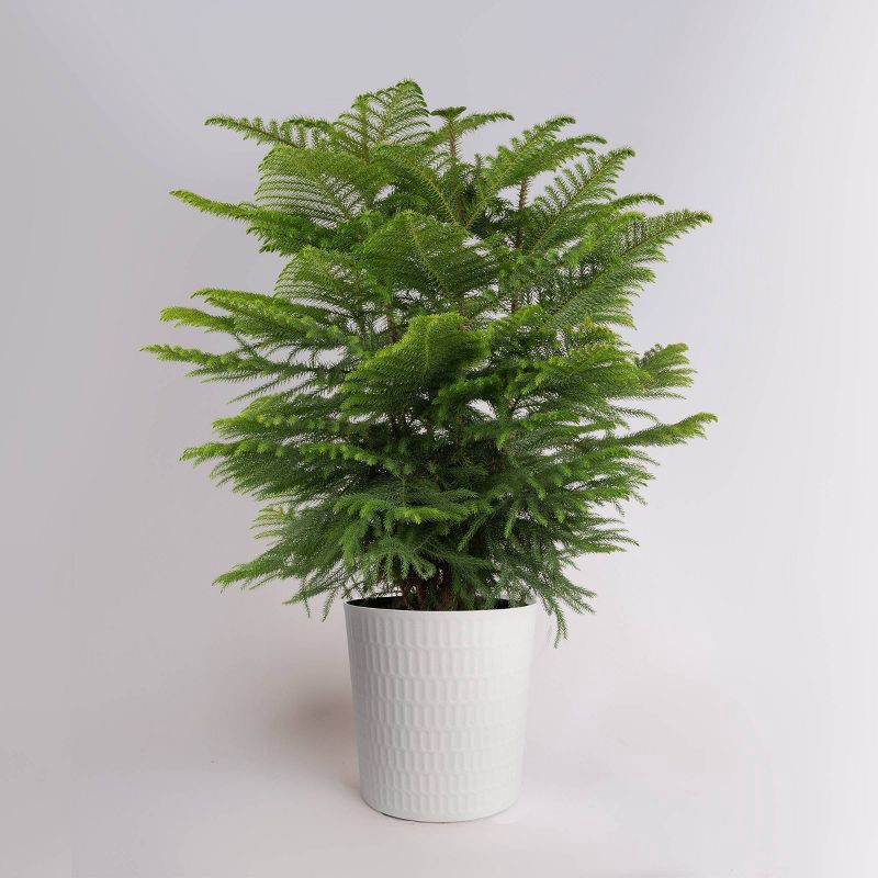 slide 3 of 5, Costa Farms 9" Norfolk Island Pine Plant, 1 ct