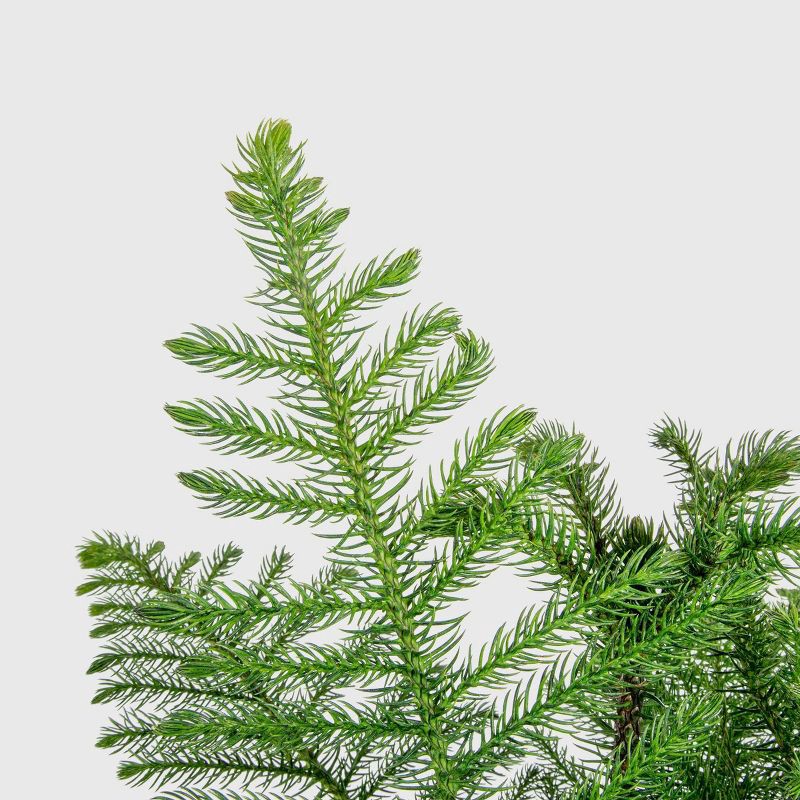 slide 4 of 5, Costa Farms 9" Norfolk Island Pine Plant, 1 ct