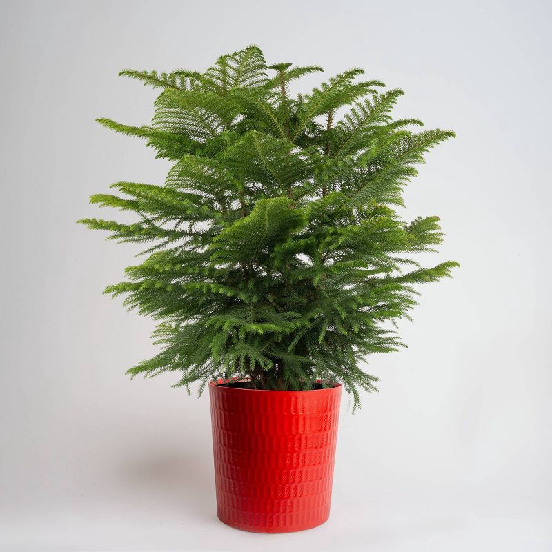 slide 1 of 5, Costa Farms 9" Norfolk Island Pine Plant, 1 ct