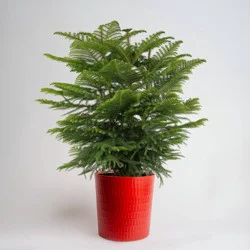 Costa Farms 9" Norfolk Island Pine Plant
