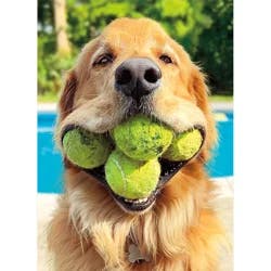Avanti Card Birthday Dog Tennis Balls