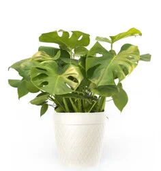 Tropical Foliage In Upgraded Pot