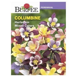 Burpee Columbine Harlequin Mixed Color Seeds - Multi-Color
