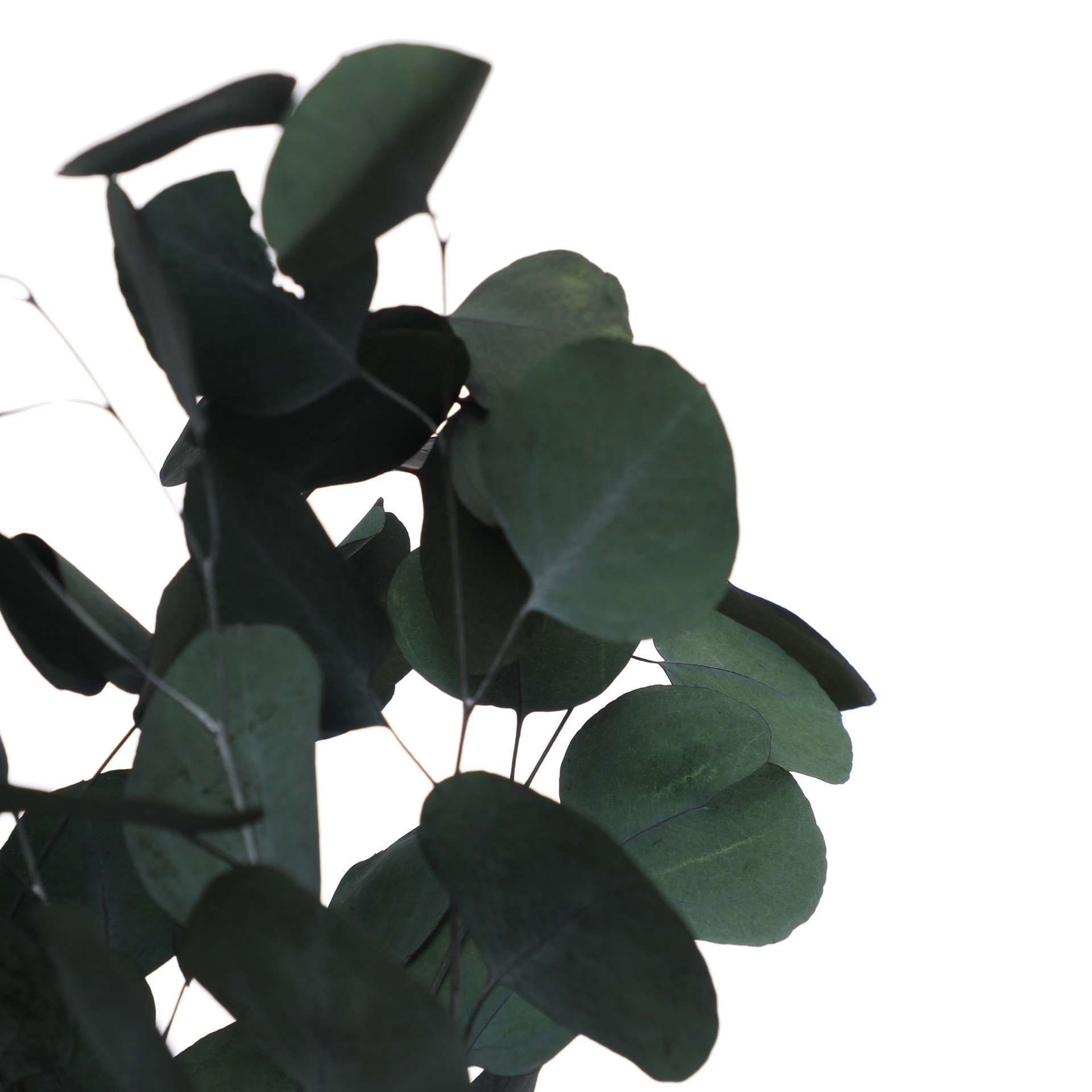 slide 2 of 3, 24" Dark Green Silver Dollar Eucalyptus By Ashland, 5.91 in x 1.97 in x 24 in