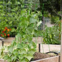 Panacea A Frame Trellis, Green, 47 In X 18 In