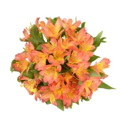 Alstromeria