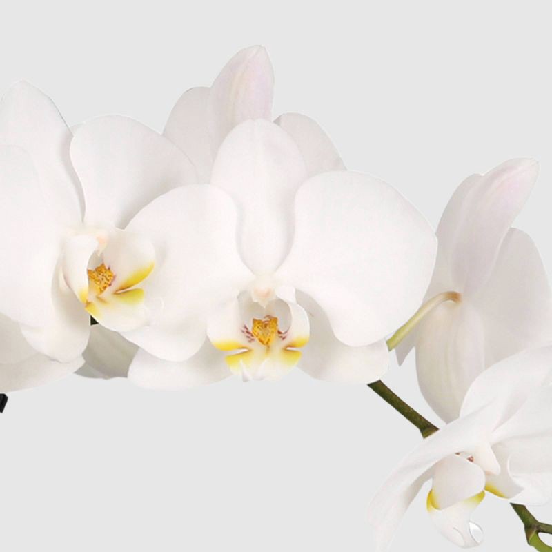 slide 2 of 7, Live 5" White Premium Orchid Houseplant - Good Little Garden™, 1 ct