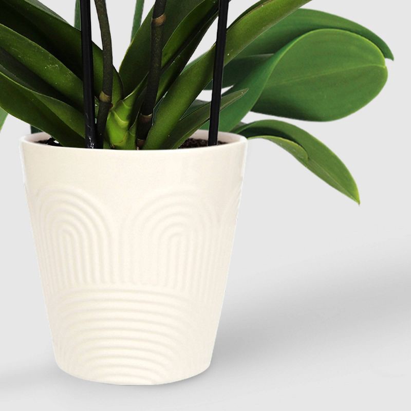 slide 3 of 7, Live 5" White Premium Orchid Houseplant - Good Little Garden™, 1 ct