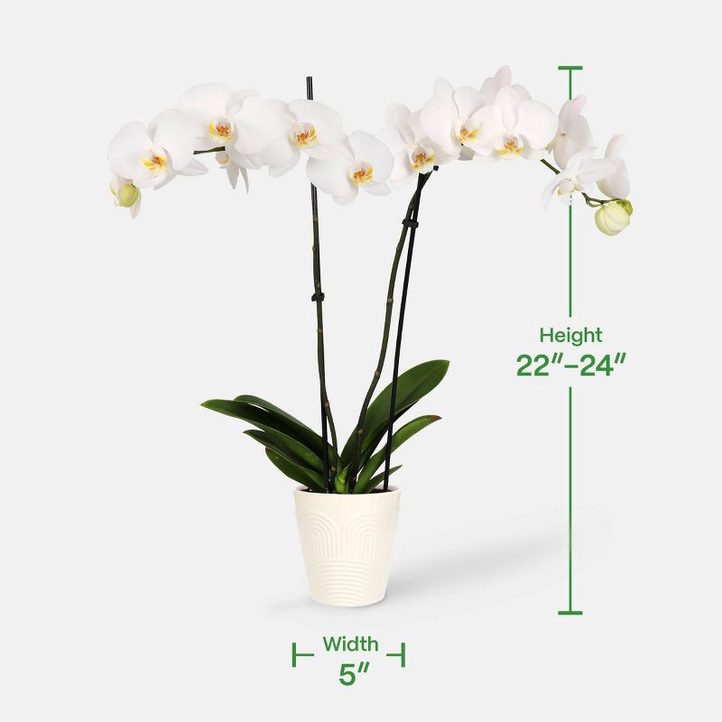 slide 4 of 7, Live 5" White Premium Orchid Houseplant - Good Little Garden™, 1 ct