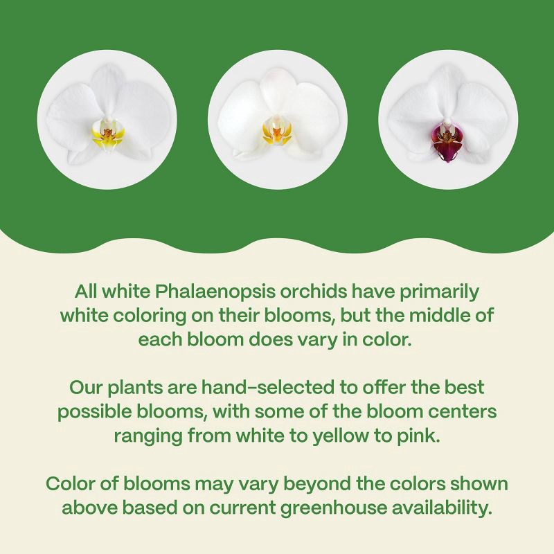 slide 5 of 7, Live 5" White Premium Orchid Houseplant - Good Little Garden™, 1 ct