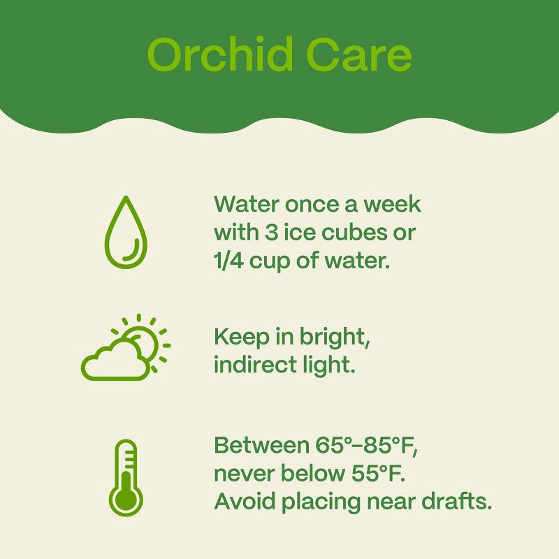 slide 6 of 7, Live 5" White Premium Orchid Houseplant - Good Little Garden™, 1 ct