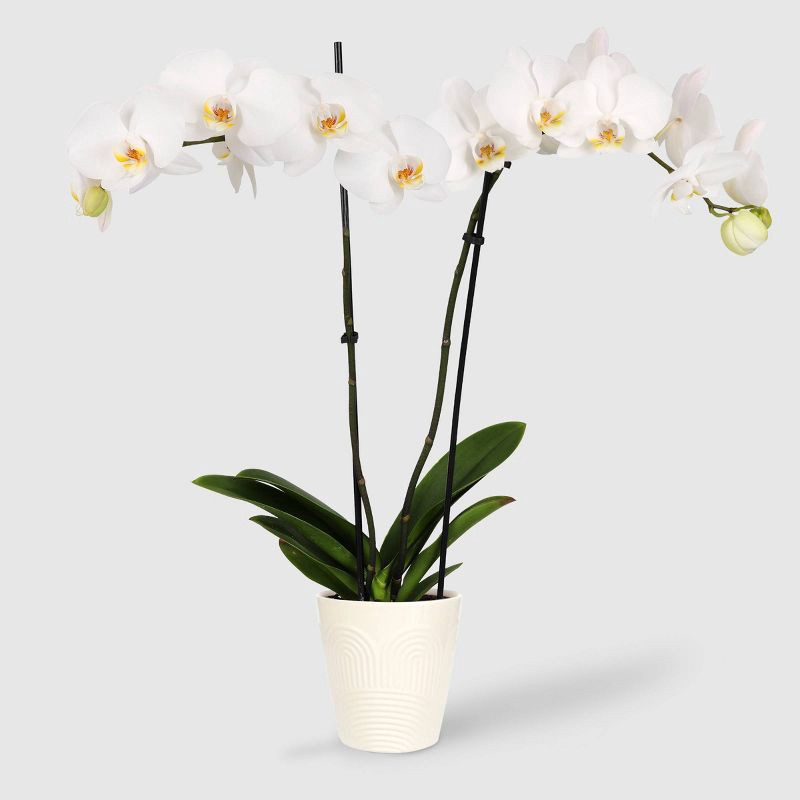 slide 1 of 7, Live 5" White Premium Orchid Houseplant - Good Little Garden™, 1 ct