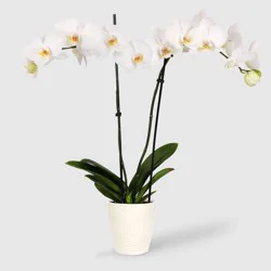Live 5" White Premium Orchid Houseplant - Good Little Garden™