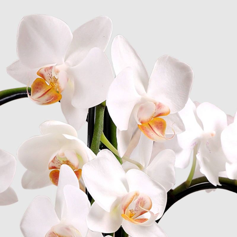 slide 2 of 7, Live 8" Waterfall Orchid Houseplant in Planter - Good Little Garden™, 1 ct