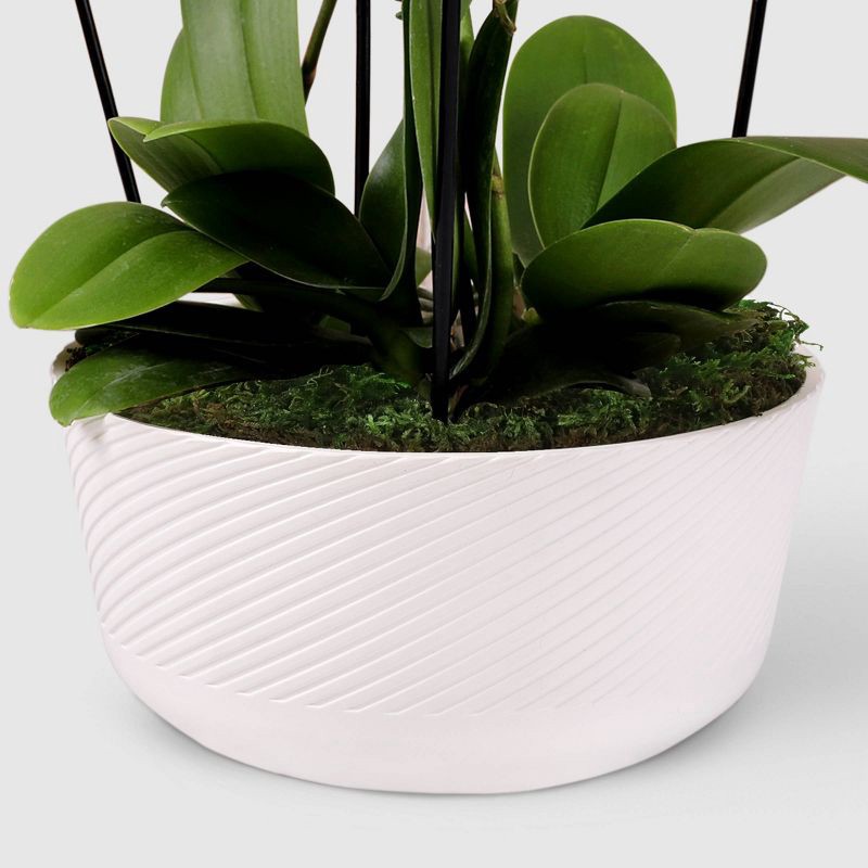 slide 3 of 7, Live 8" Waterfall Orchid Houseplant in Planter - Good Little Garden™, 1 ct