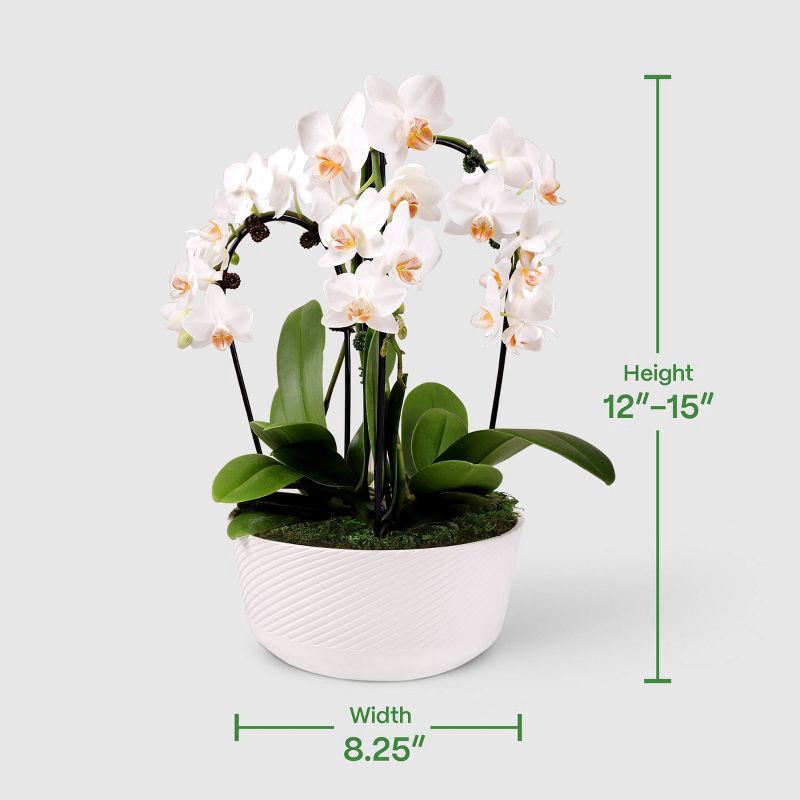 slide 4 of 7, Live 8" Waterfall Orchid Houseplant in Planter - Good Little Garden™, 1 ct