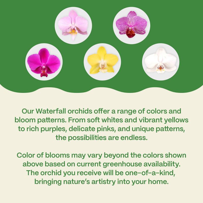 slide 5 of 7, Live 8" Waterfall Orchid Houseplant in Planter - Good Little Garden™, 1 ct
