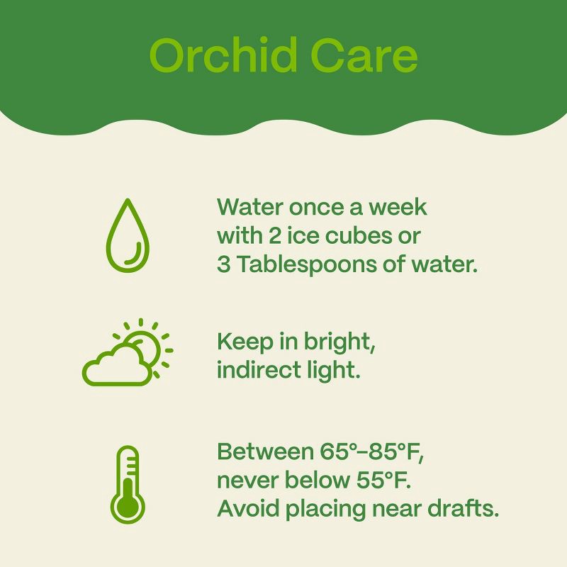 slide 6 of 7, Live 8" Waterfall Orchid Houseplant in Planter - Good Little Garden™, 1 ct