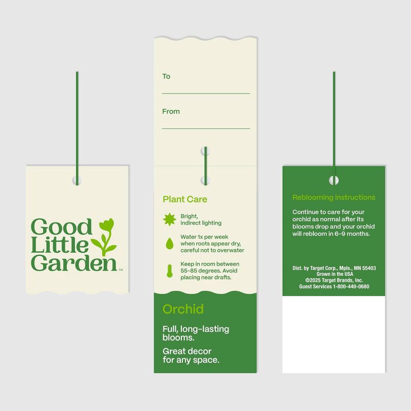slide 7 of 7, Live 8" Waterfall Orchid Houseplant in Planter - Good Little Garden™, 1 ct