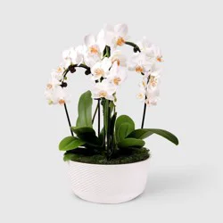 Live 8" Waterfall Orchid Houseplant in Planter - Good Little Garden™