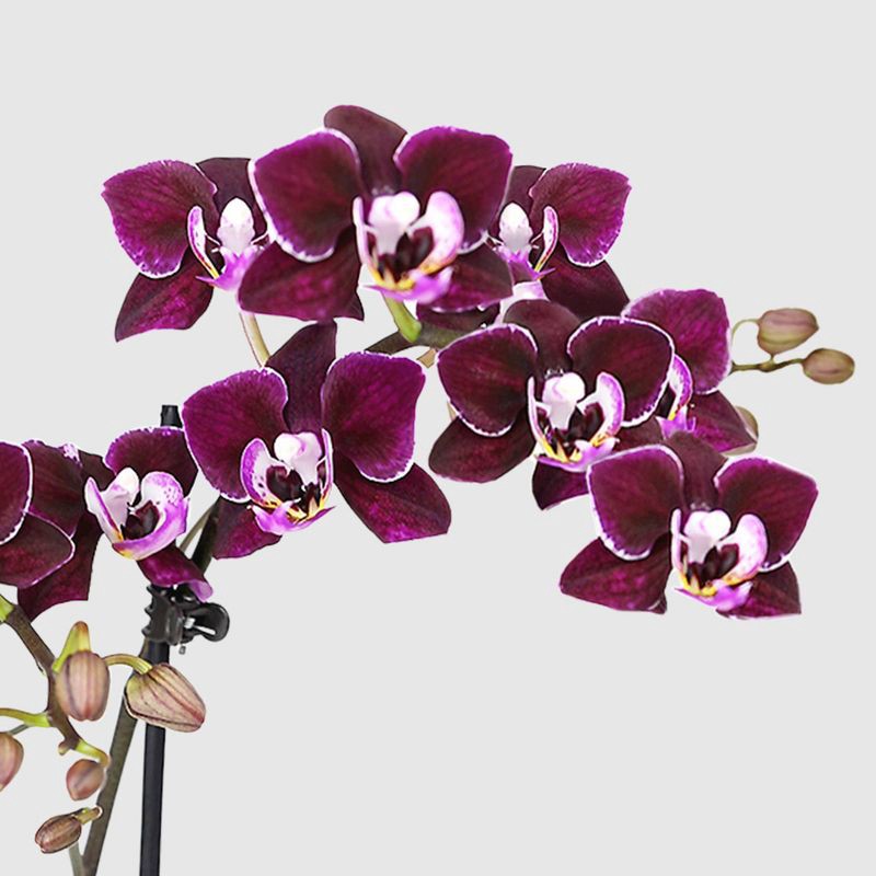 slide 2 of 7, Live 4" Mini Orchid Duo Houseplant in Planter - Good Little Garden™, 1 ct