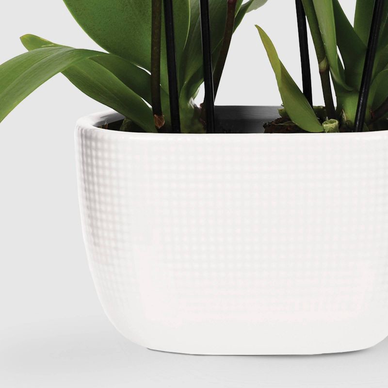 slide 3 of 7, Live 4" Mini Orchid Duo Houseplant in Planter - Good Little Garden™, 1 ct