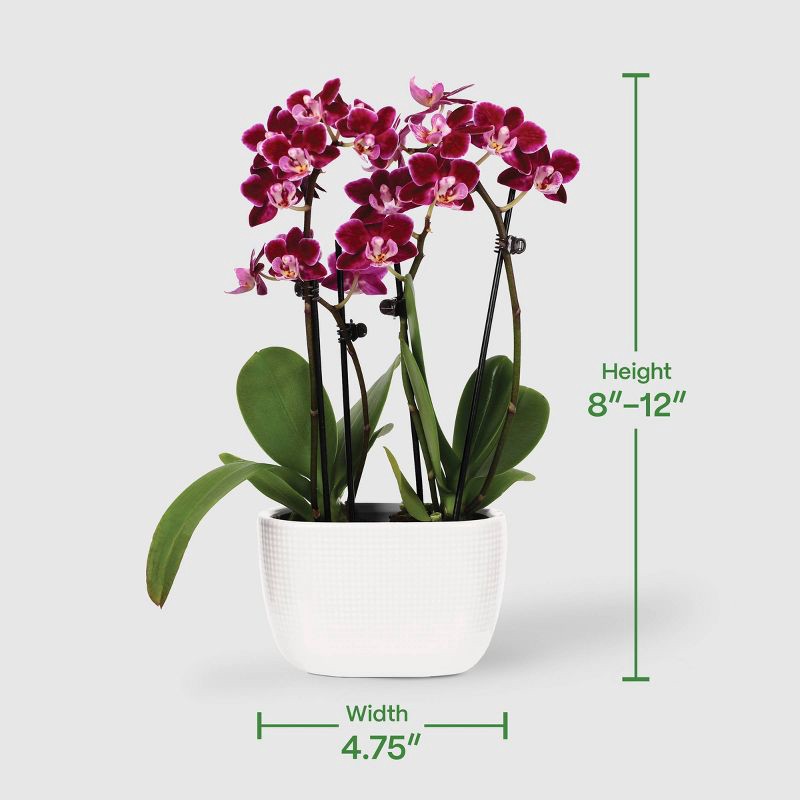 slide 4 of 7, Live 4" Mini Orchid Duo Houseplant in Planter - Good Little Garden™, 1 ct