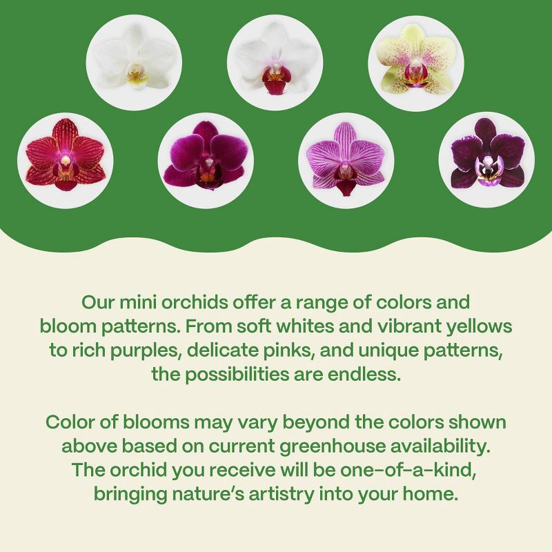 slide 5 of 7, Live 4" Mini Orchid Duo Houseplant in Planter - Good Little Garden™, 1 ct