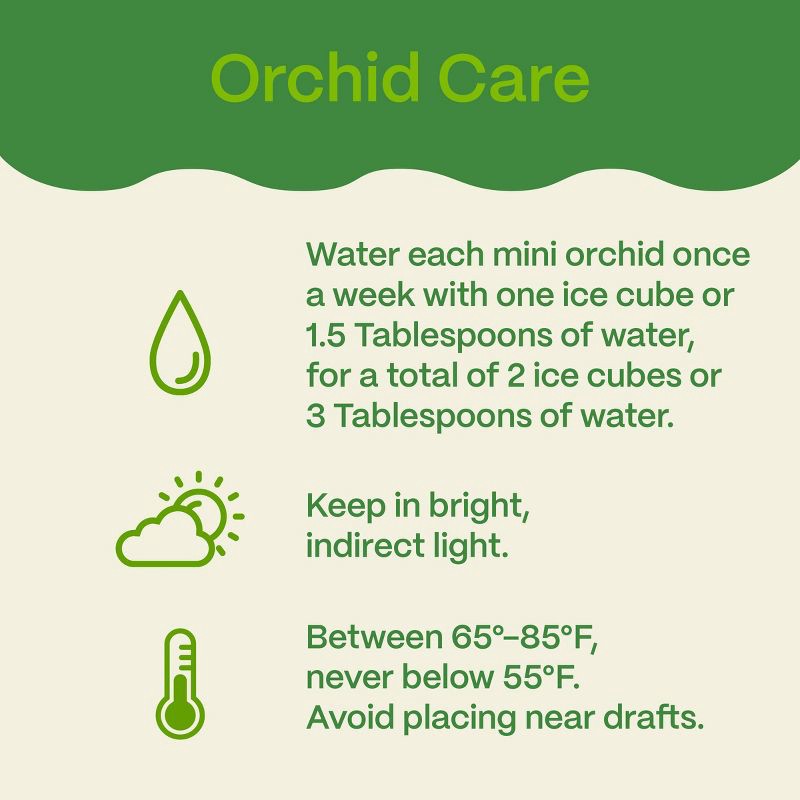 slide 6 of 7, Live 4" Mini Orchid Duo Houseplant in Planter - Good Little Garden™, 1 ct