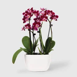 Live 4" Mini Orchid Duo Houseplant in Planter - Good Little Garden™