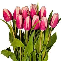 Bloom Haus Fresh Cut Tulip Stems, 5 stems