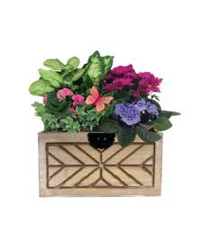 Whitehorse Garden, 10-inch pot
