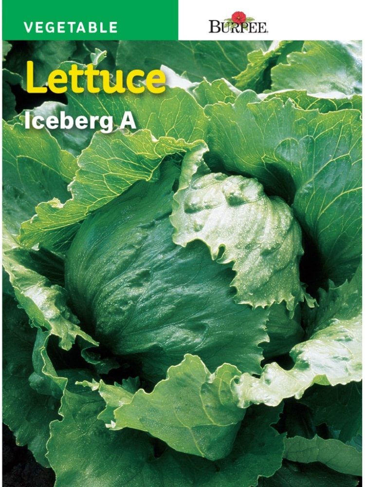 slide 1 of 1, Burpee Heirloom Iceberg Lettuce Seeds, 1 ct