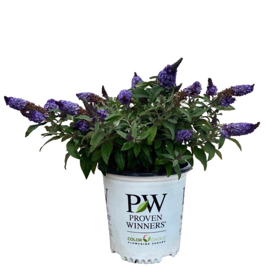 slide 1 of 1, Pugster Blue Butterfly Bush, 2 gal