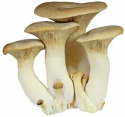 Fresh King Mushroom, Bulk