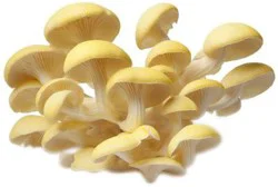 Yellow Oyster Mushrooms