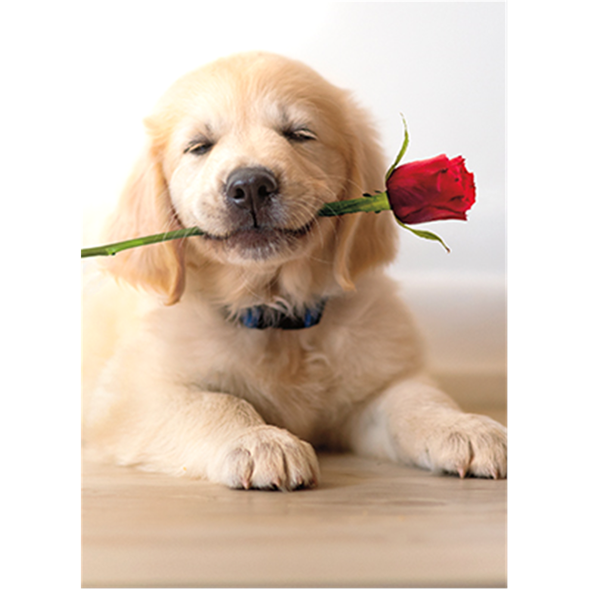 slide 1 of 1, Avanti Golden Puppy With Rose, 1 ct