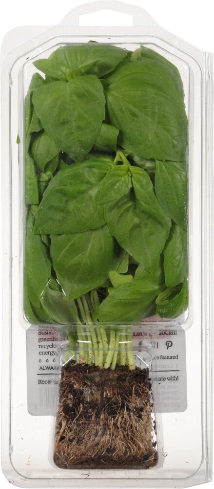 slide 4 of 6, Living Org Fresh Basil, 6 ct