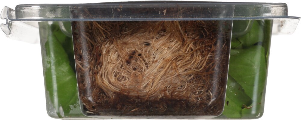 slide 6 of 6, Living Org Fresh Basil, 6 ct