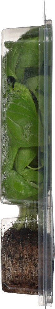 slide 2 of 6, Living Org Fresh Basil, 6 ct