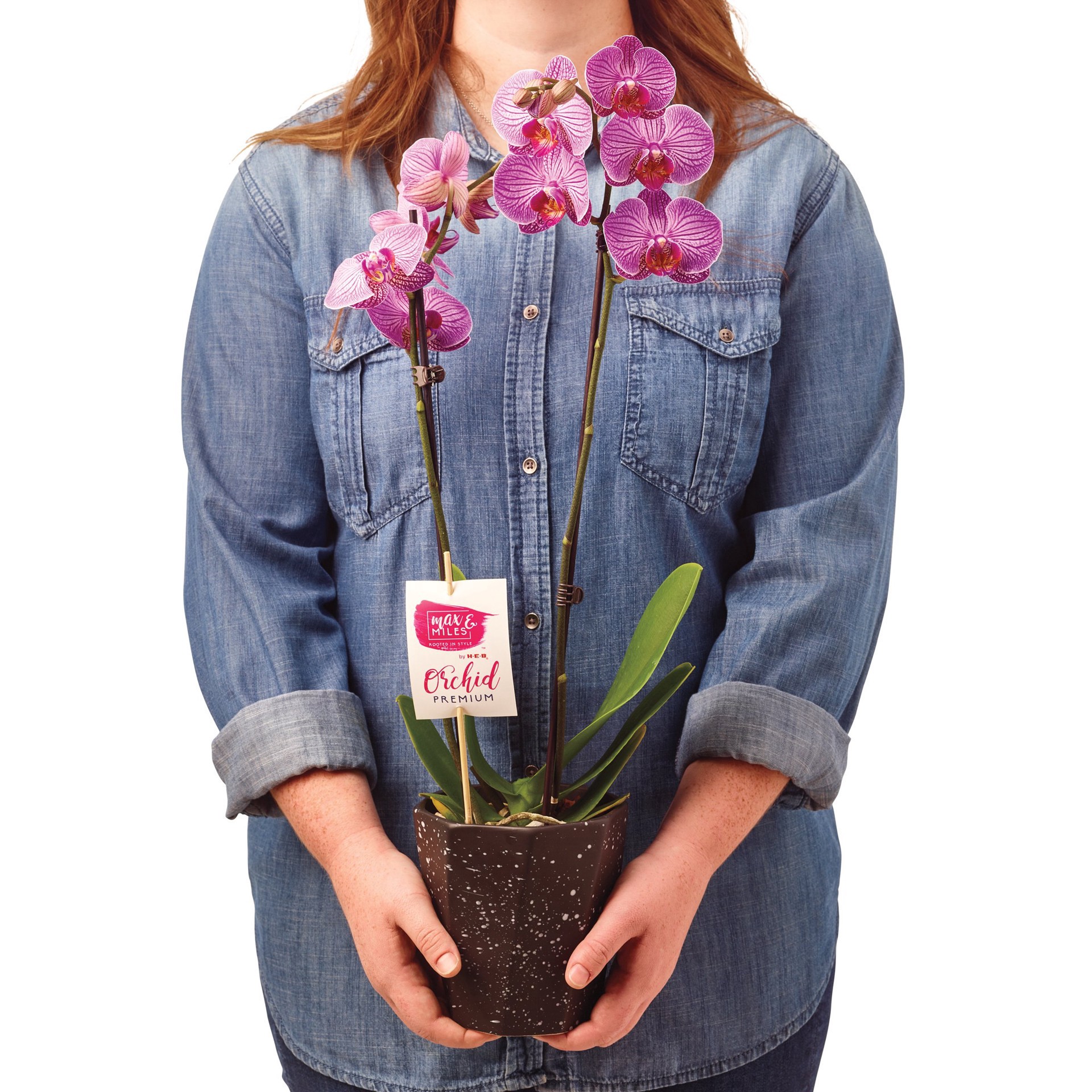 slide 1 of 1, Green Circle Growers 5 Inch Phalaenopsis Orchid, 5 in