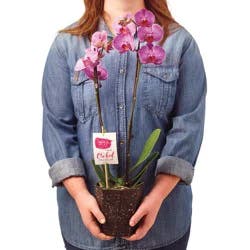 Green Circle Growers 5 Inch Phalaenopsis Orchid