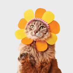 Flower Cat Headpiece Costume - Boots & Barkley™ Orange One Size Fits Most