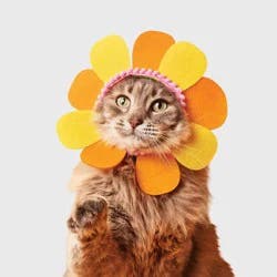 Flower Cat Headpiece Costume - Boots & Barkley™ Orange One Size Fits Most